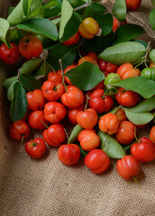 organic brazilian acerola cherry on sack after harvest.