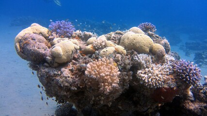 coral reef