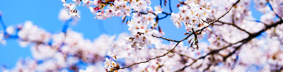 桜　サクラ　春　【 日本 の 春 の イメージ 】