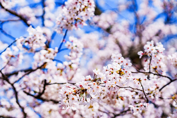 桜　サクラ　春　【 日本 の 春 の イメージ 】