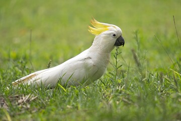 Sulphur Crested Cockatoo on the grass