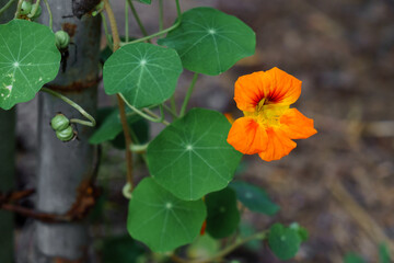 Single orange nasturtium flower with green leaves and seed pods, in the garden