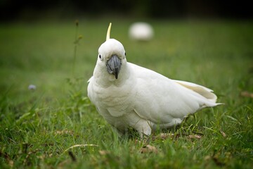 Sulphur Crested Cockatoo on the grass