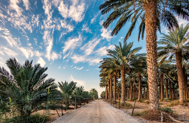 Naklejka premium Gravel road among plantations of date palms intended for healthy food production. Dates agriculture is rapidly developing industry in desert areas of the Middle East
