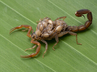 P9180031 female parthenogenetic scorpion (Lychas tricarinatus) carrying babies on her back cECP 2021