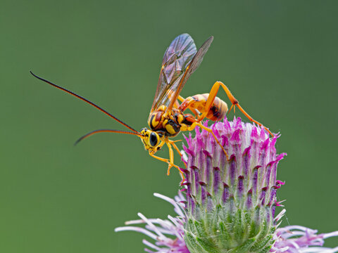 P1010061 ichneumonid parasitoid wasp, Banchus sp., on a thistle flower. Delta, British Columbia, Canada cECP 2020
