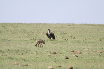 アフリカマサイのハゲタカとジャッカルとハイエナ