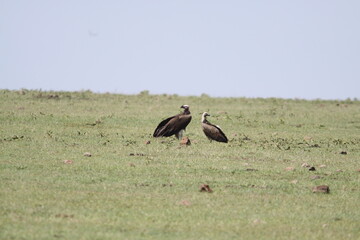 アフリカマサイのハゲタカとジャッカルとハイエナ