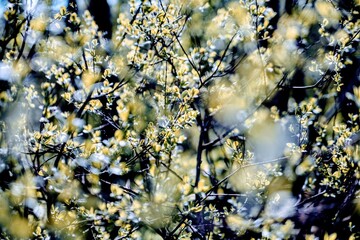 Background, flowers and branches, blurry.