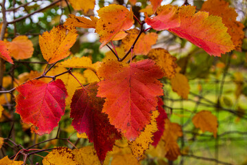 Multicolored autumn dressed in hawthorn leaves.