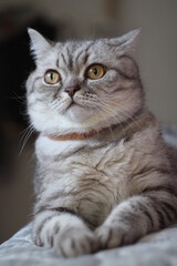 Miku British Cat
