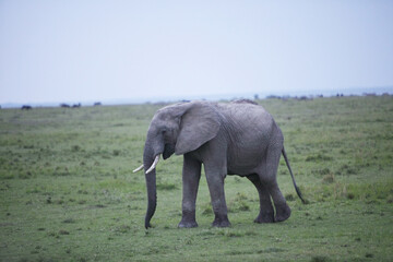 Obraz premium アフリカマサイの像