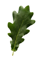 Green oak leaf isolated on a white background