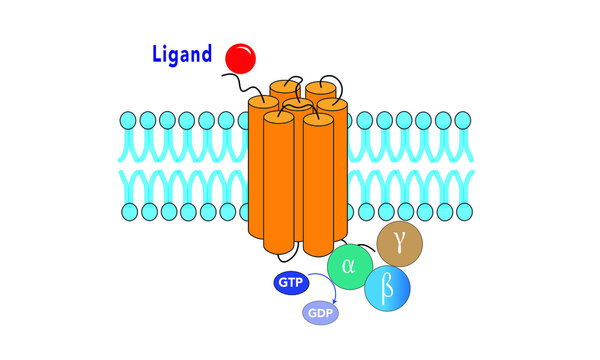  G Protein-coupled Receptors (GPCR)