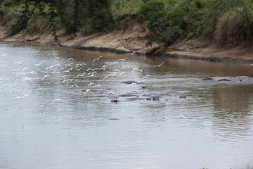 アフリカマサイの鳥