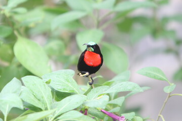 アフリカマサイの鳥
