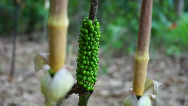 Amorphophallus paeoniifolius seeds (suweg, porang, elephant foot yam, whitespot giant arum) with a natural background