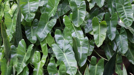 Alocasia odora foliage (Night-scented lily or Giant upright elephant ear), Exotic tropical leaf, isolated on greenry background