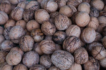 Collecting fresh walnuts that have fallen from the walnut tree to the ground.