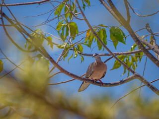 Spotted dove is a small and somewhat long-tailed pigeon standing on tree with blue skies. 