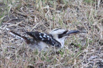 Kookaburra in the Grass