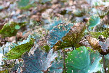 leaves in the forest