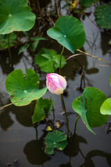 pink water lily
