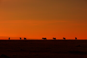 アフリカマサイの夕日