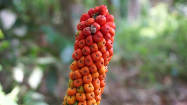 Amorphophallus paeoniifolius seeds (suweg, porang, elephant foot yam, whitespot giant arum) with a natural background