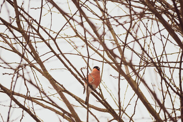 Beginning of spring in the woodland. Large male of Eurasian bullfinch sitting on a thin branch of a...