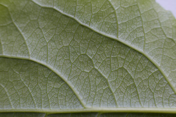 Green poplar leaf taken close up the texture of the leaf is visible