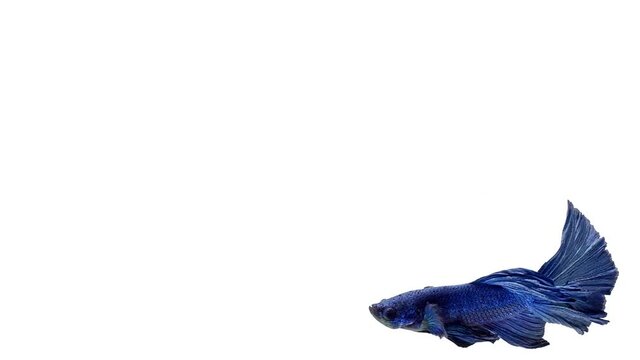 Deep Blue color Siamese fighting fish