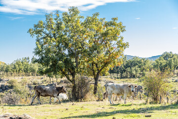 Obraz premium cows grazing in the meadows of the Lozoya valley in the Sierra de Guadarrama in Madrid