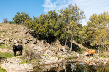 cows grazing in the meadows of the Lozoya valley in the Sierra de Guadarrama in Madrid
