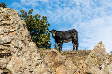 cows grazing in the meadows of the Lozoya valley in the Sierra de Guadarrama in Madrid