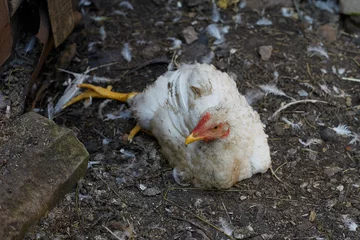 Foto op Plexiglas A broiler chicken has coccidiosis and lives on a farm © Oleg