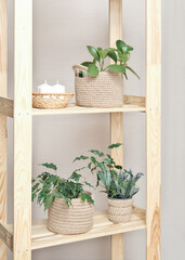 Plant stand with various plant pots, wooden decorative ladder light stand to grow several plants together vertically. Interior design, room decoration, scandinavian minimal style.