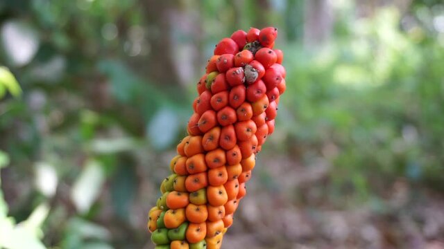 Amorphophallus paeoniifolius seeds (suweg, porang, elephant foot yam, whitespot giant arum) with a natural background