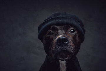 Fashion dog with hat on its head