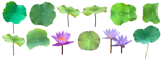 Isolated waterlily or lotus plants with clipping paths.