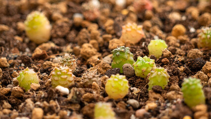 many catus saplings cultivated in the soil.