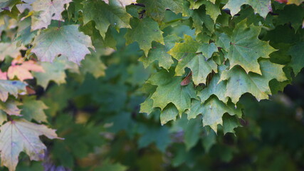 Fototapeta na wymiar green maple leaves in autumn