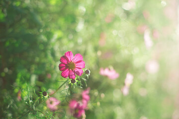 美しいカラーリングのコスモス