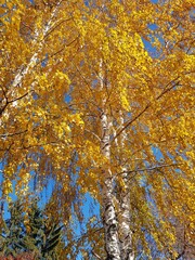 Birch with yellow autumn leaves