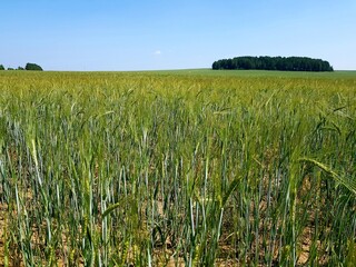 Green ears of wheat in a field