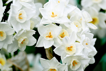 白い花　美しい
