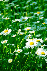 花　白い花
