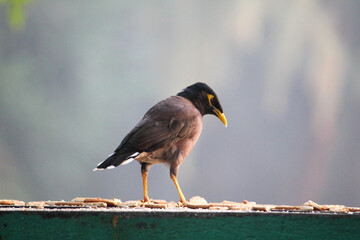 red winged blackbird