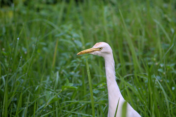 grey heron ardea cinerea