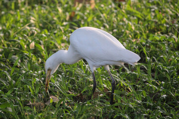 white heron in grass